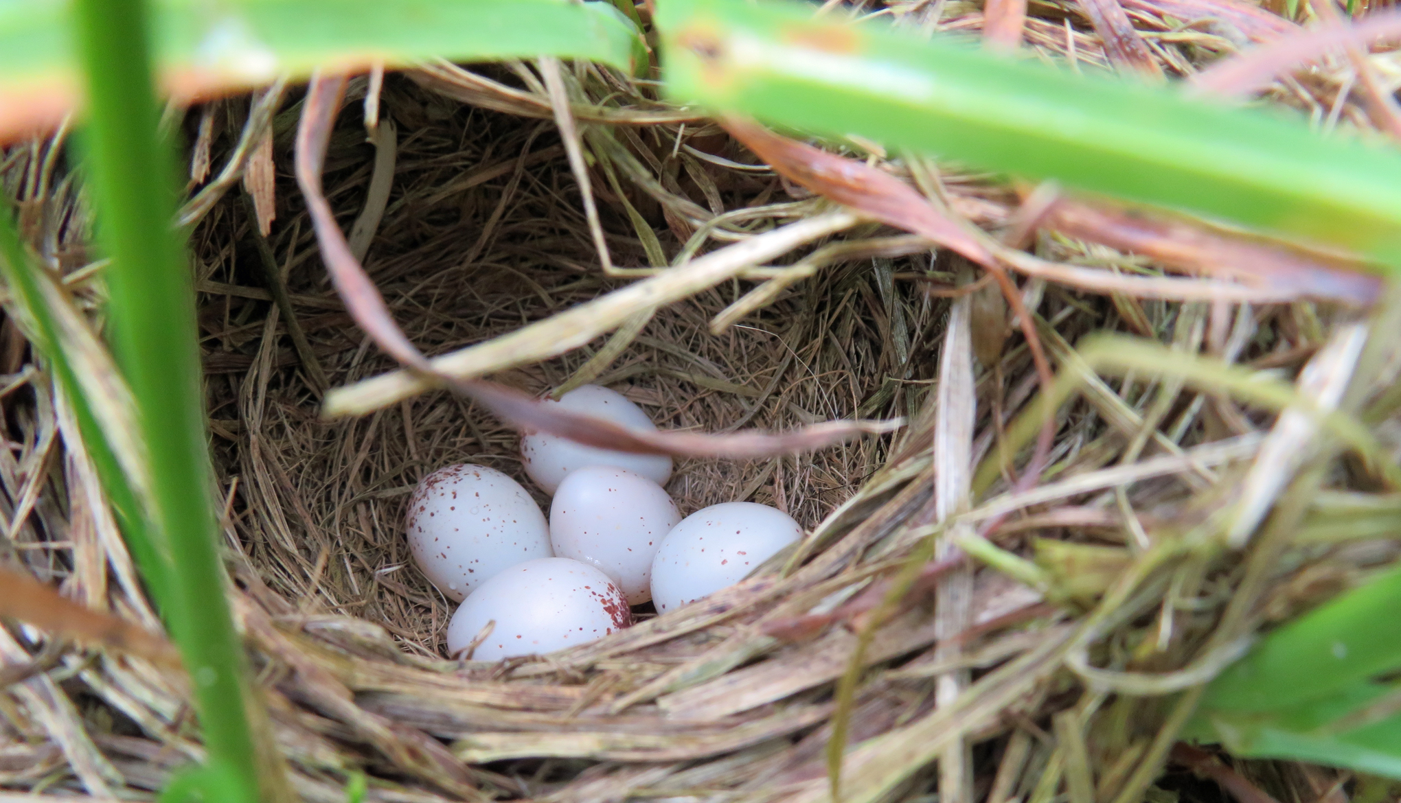 Grasshopper Sparrow nest with eggs